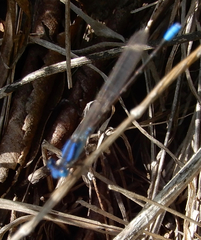 Argia alberta