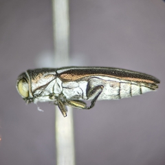 Agrilus felix