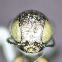 Agrilus felix
