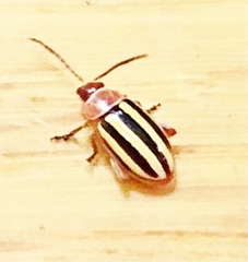 Disonycha admirabila