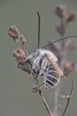 Eucera cineraria