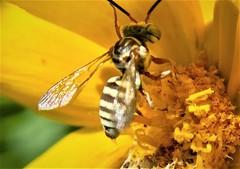 Triepeolus subnitens