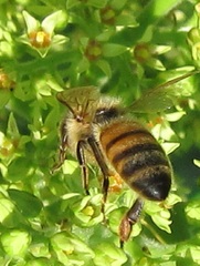 Apis mellifera