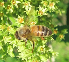 Apis mellifera