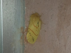 Chrysopsyche imparilis