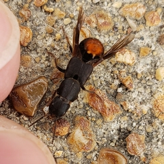 Platydracus mysticus