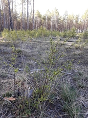 Spiraea media