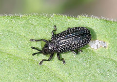 Microrhopala excavata