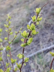 Spiraea media