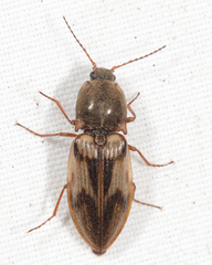 Stropenron hieroglyphica