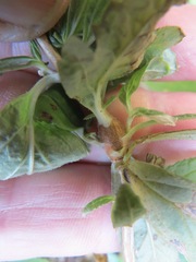 Neolasioptera mimuli