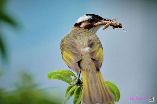 Light-vented Bulbul, photo 5 of 9