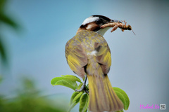 Light-Vented Bulbul photo 3