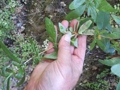 Neolasioptera mimuli