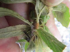 Neolasioptera mimuli