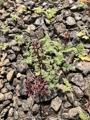 Lomatium minus