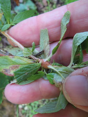 Neolasioptera mimuli