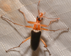 Cephaloon lepturides