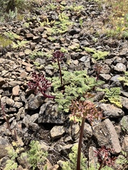 Lomatium minus