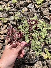Lomatium minus