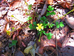 Ranunculus petiolaris