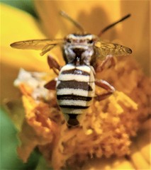 Triepeolus subnitens