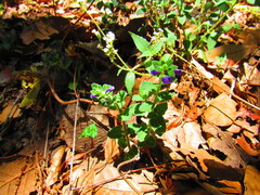 Scutellaria dumetorum