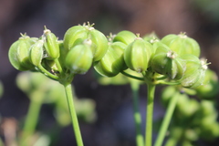 Smyrnium olusatrum