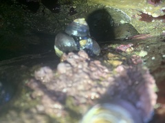 Haliotis cracherodii