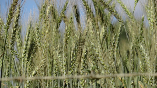 Bread Wheat