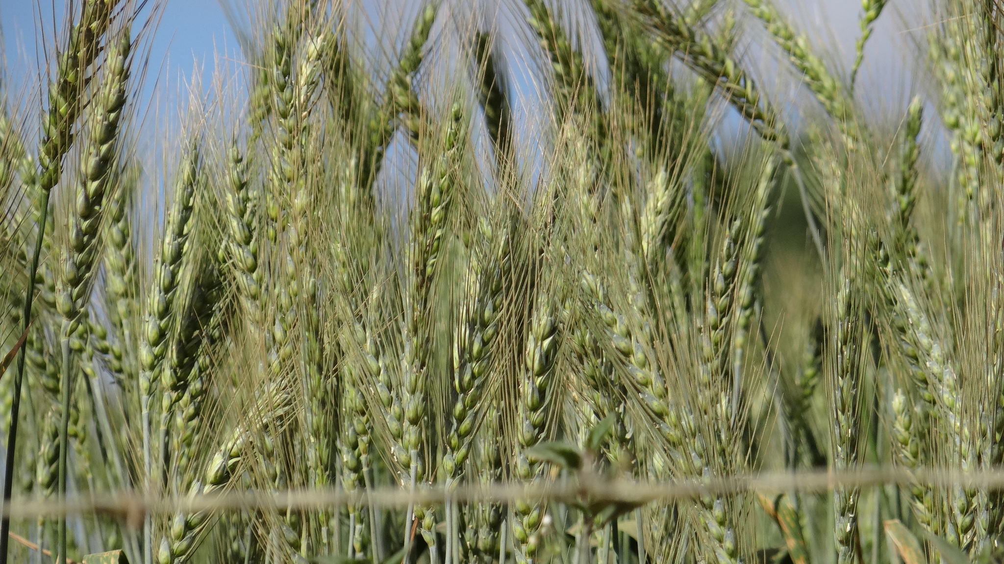 Triticum aestivum