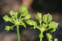 Smyrnium olusatrum