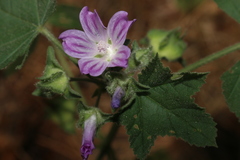Malva multiflora