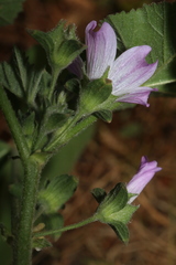 Malva multiflora