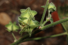 Malva multiflora