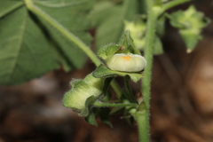 Malva multiflora