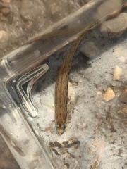 Percina smithvanizi