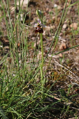Ophrys fuciflora souchei