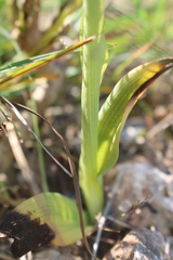 Ophrys fuciflora souchei