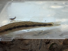 Percina smithvanizi