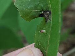 Caryomyia striolata