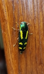 Buprestis rufipes
