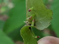 Caryomyia striolata