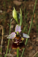 Ophrys fuciflora souchei