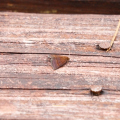 Argyrostrotis