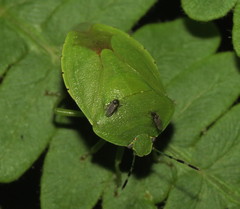 Chinavia pensylvanica