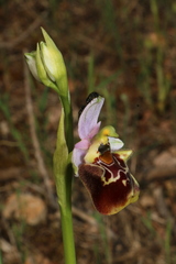 Ophrys fuciflora souchei
