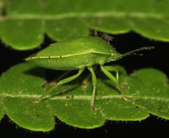 Chinavia pensylvanica