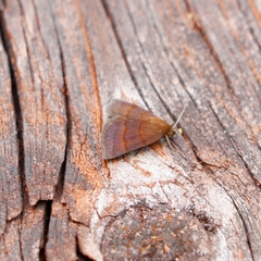 Argyrostrotis