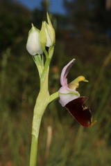 Ophrys fuciflora souchei